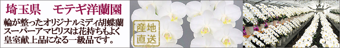 鉢花 胡蝶蘭のフラワーギフトを宅配します。モテギ スーパーアマビリス