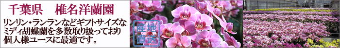 鉢花 胡蝶蘭のフラワーギフトを宅配します。椎名洋蘭園 ミディ マイクロ 胡蝶蘭