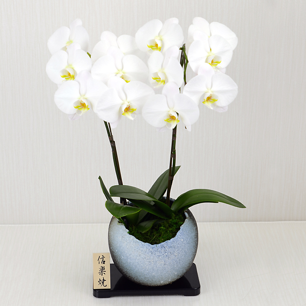 信楽 胡蝶蘭白 2本立
