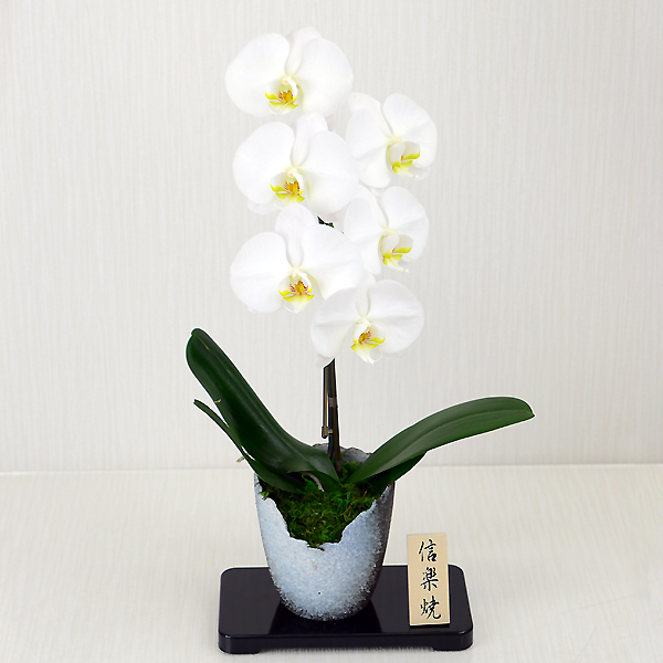 信楽 胡蝶蘭白 1本立