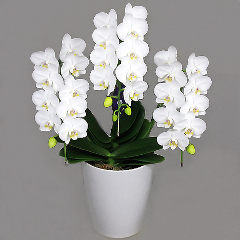 花通販Happyｶﾞｲﾄﾞ | 胡蝶蘭生産者直売･直送!! 人気通販4選【法人･個人】新鮮＆高品質