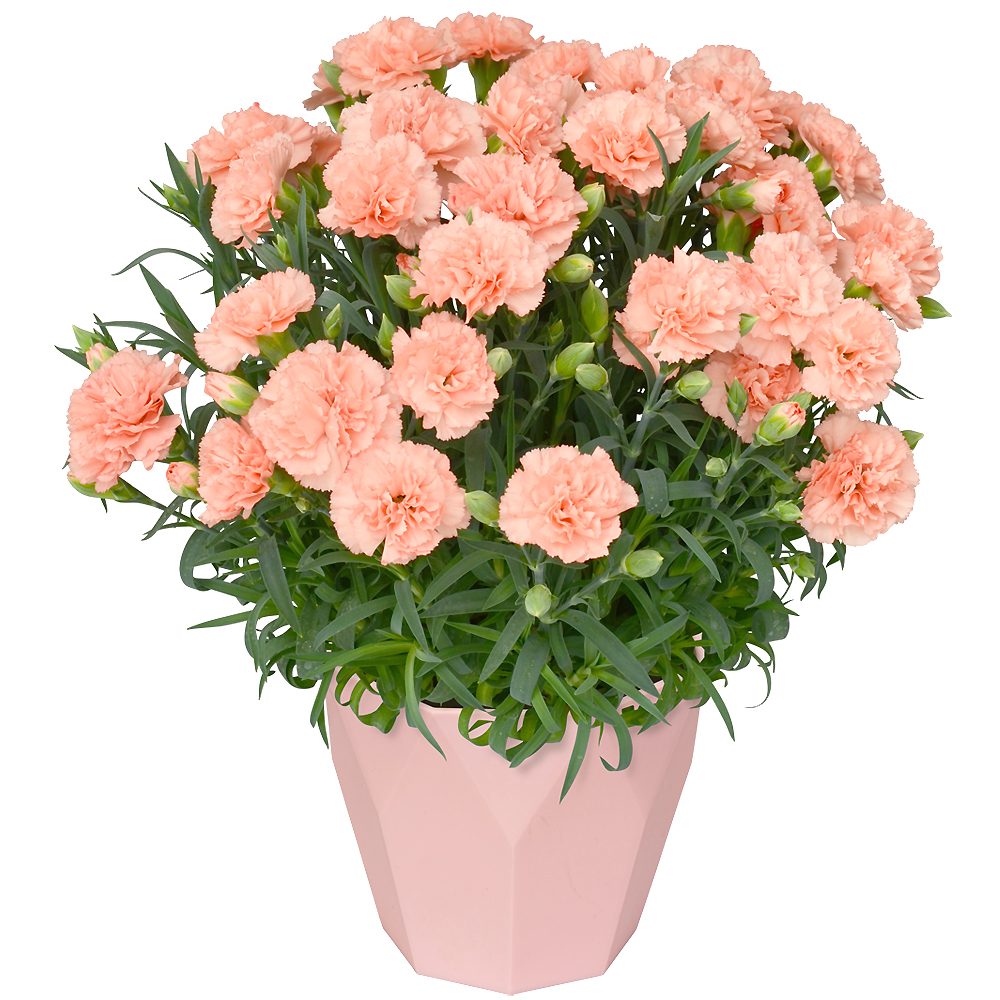 �J�[�l�[�V�����̔��E�I�����W�W�F���[�g