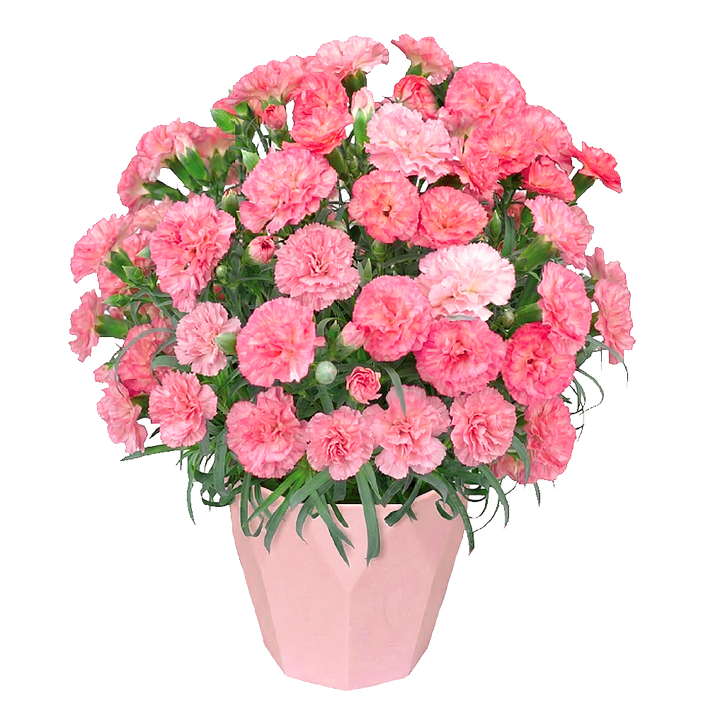 �J�[�l�[�V�����̔��E�G�N���A