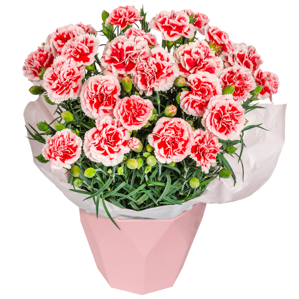 �J�[�l�[�V�����̔��E�������L�����f�B
