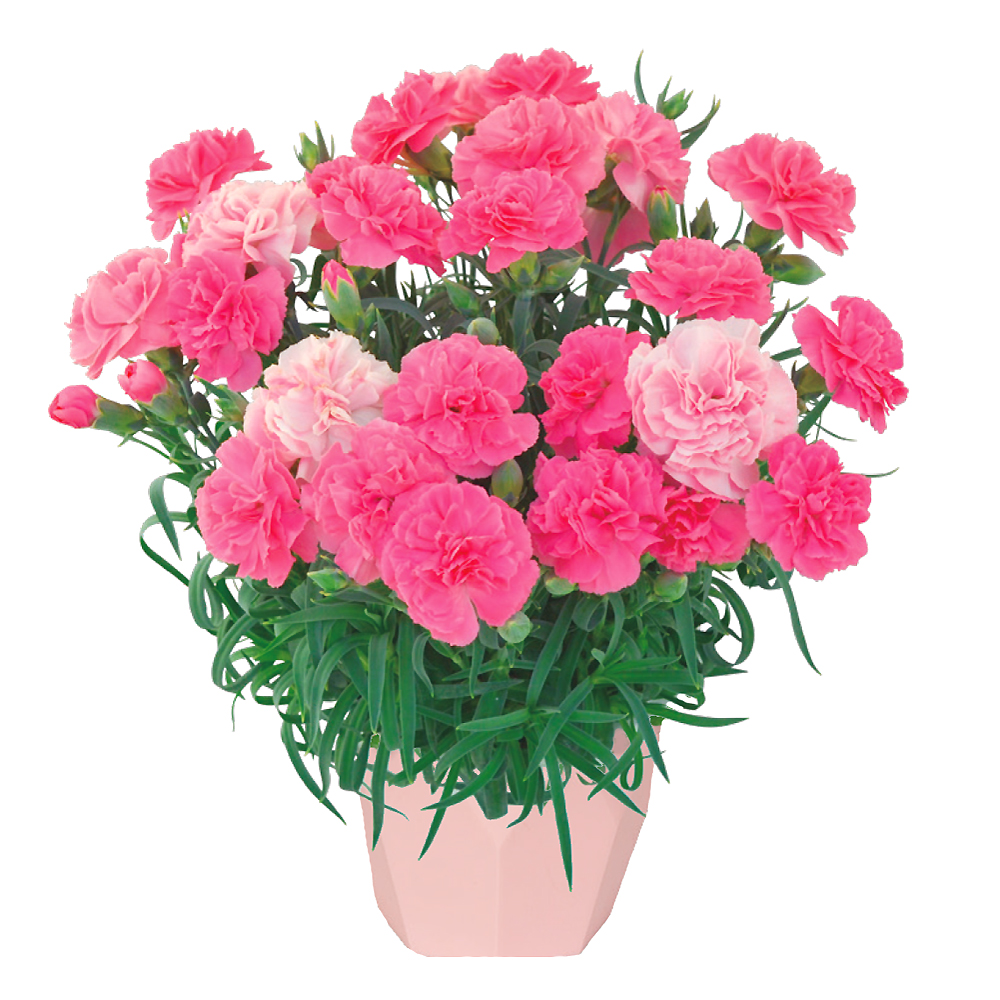�J�[�l�[�V�����̔��E�ЂȂ����