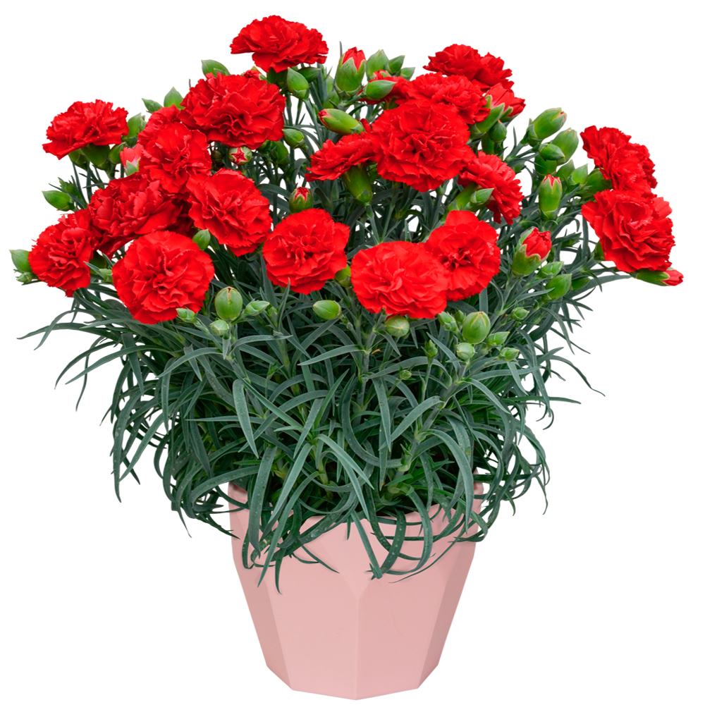 �J�[�l�[�V�����̔��E�J���^�[�r��