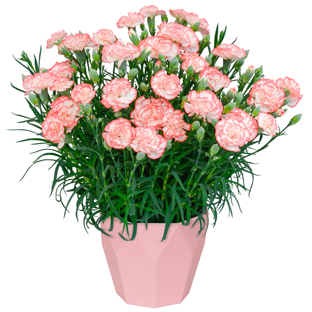 �J�[�l�[�V�����̔��E�䂫���Ȃ�