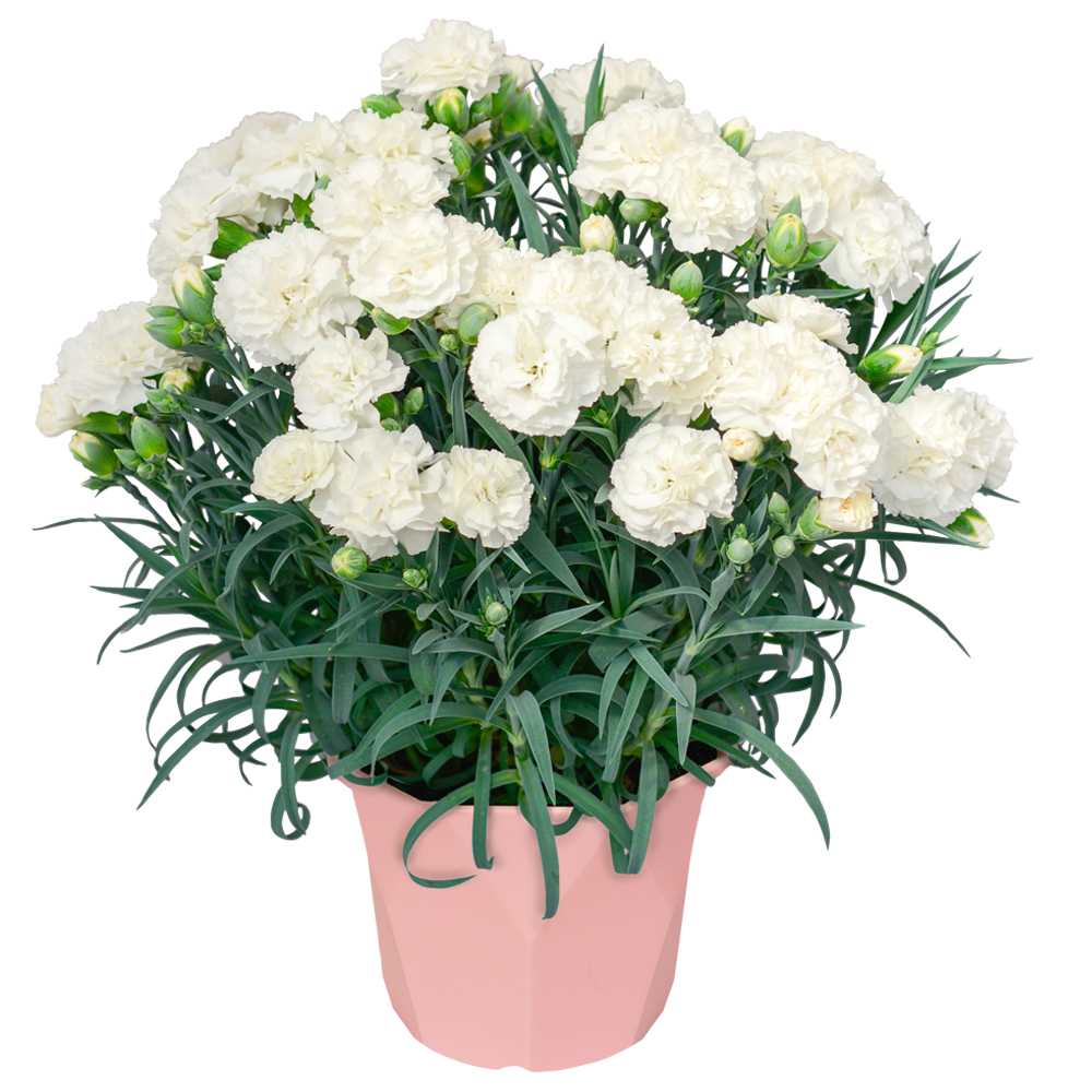 �J�[�l�[�V�����̔��E�t�B�G���e�y�䋟�z