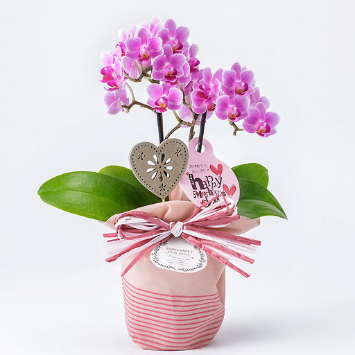 │ 花の宅配ギフトならフラワーギフトの「フラワーファーム」