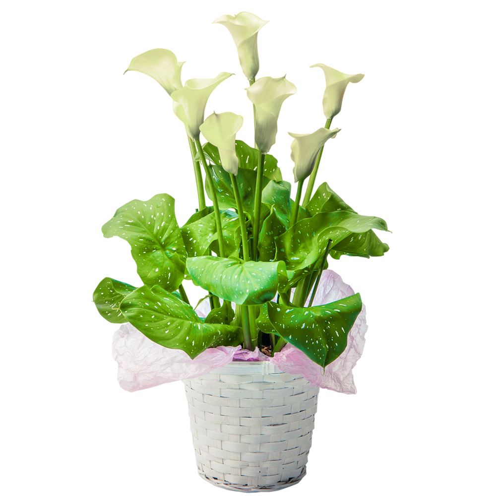 �J���[�����B �z���C�g