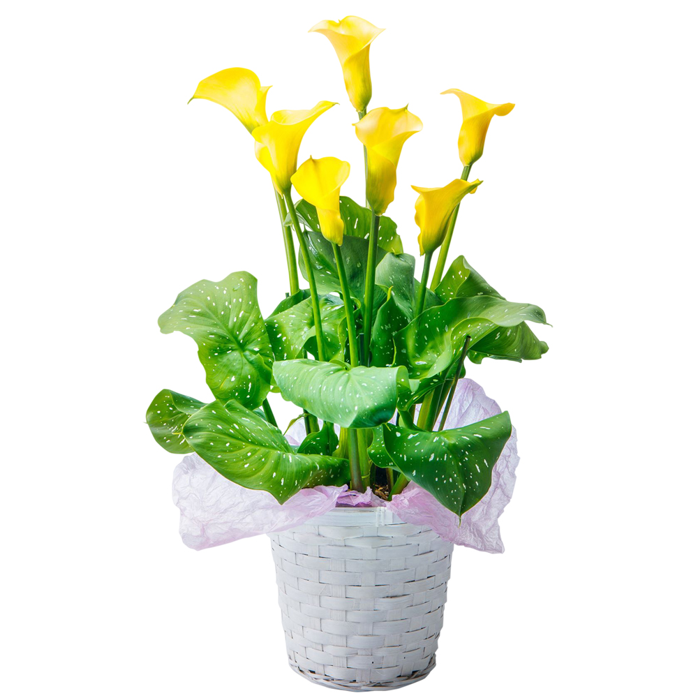 �J���[�����B �C�G���[