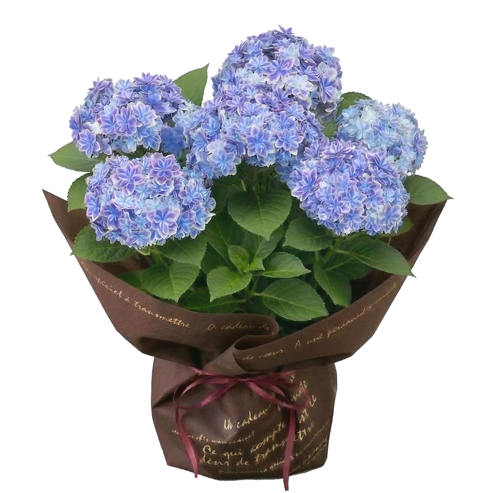 �A�W�T�C ���؋��u���[4����