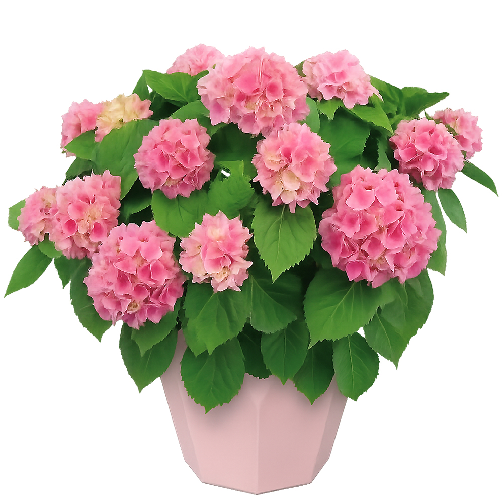 �A�W�T�C ���_5����