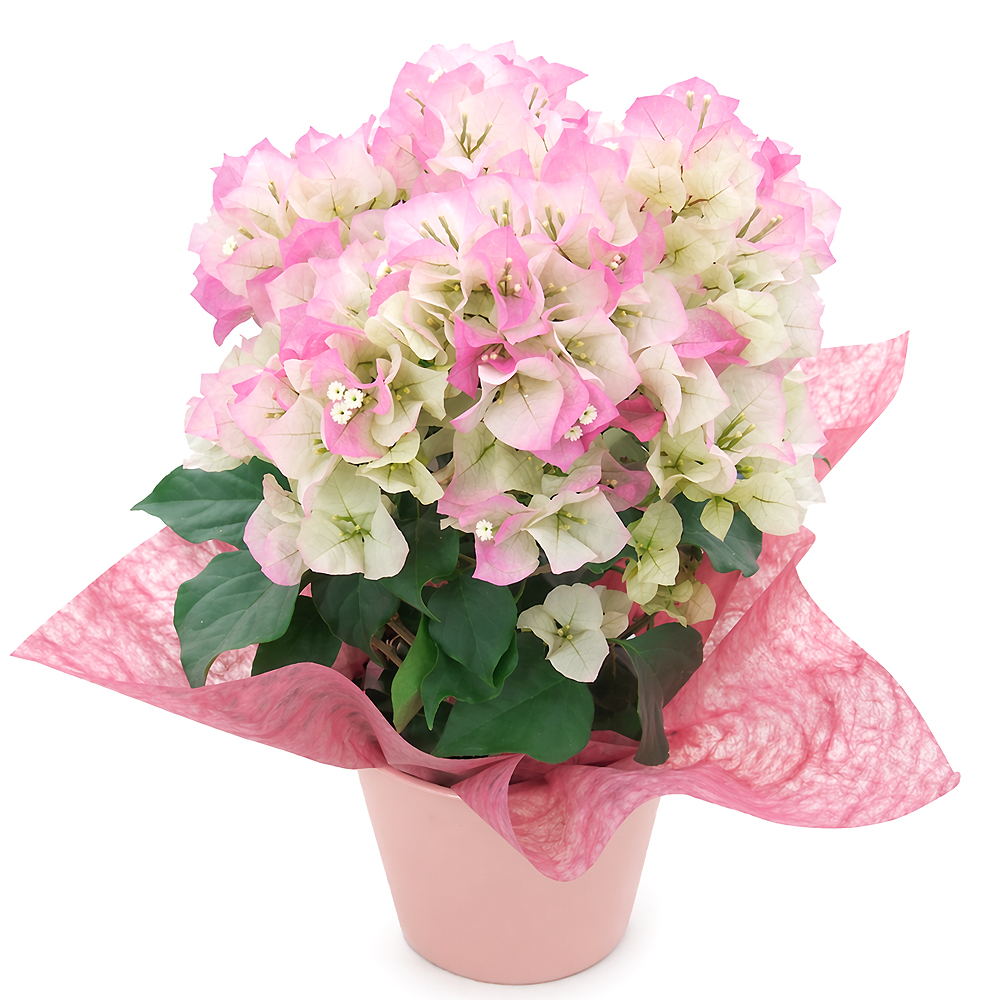 �u�[�Q���r���A �N���X�^���s���N