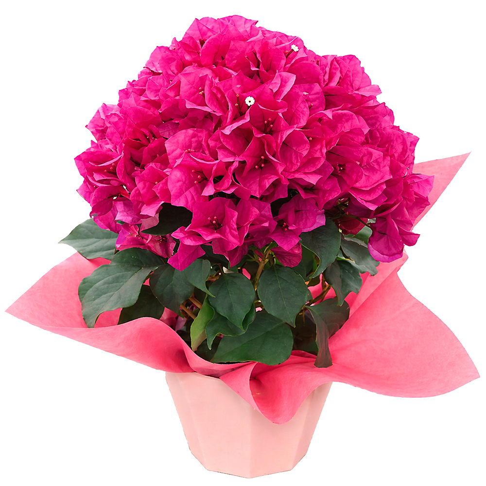 �u�[�Q���r���A �t�����h���[