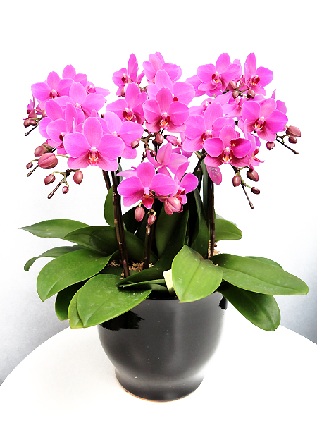 花通販Happyｶﾞｲﾄﾞ | 胡蝶蘭生産者直売･直送!! 人気通販4選【法人･個人】新鮮＆高品質
